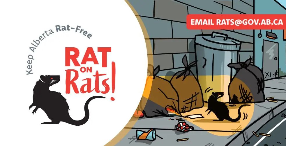 Federal money to fund Alberta anti-rat campaign