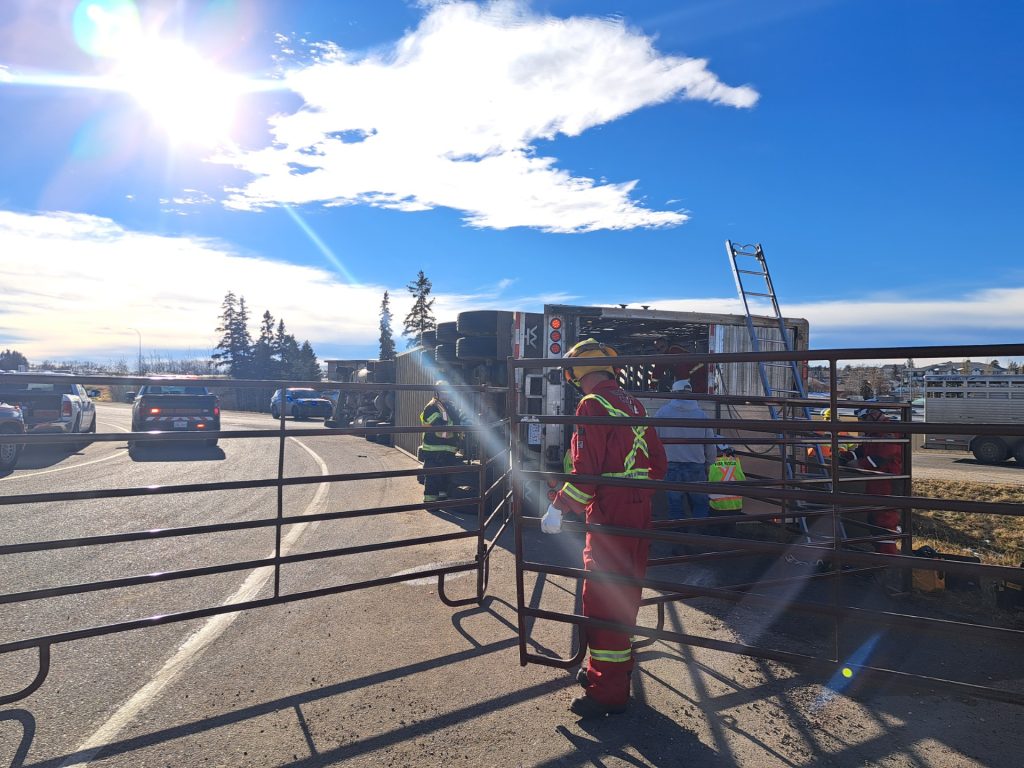 12 cows dead after semi rolls on central Alberta highway