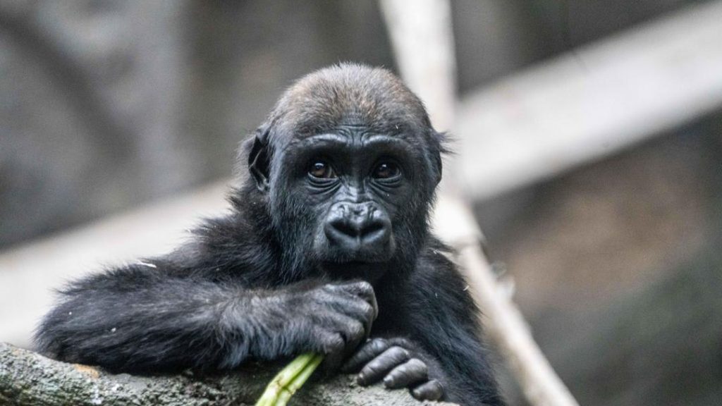 Two-year-old gorilla dies 'unexpectedly' at Calgary Zoo