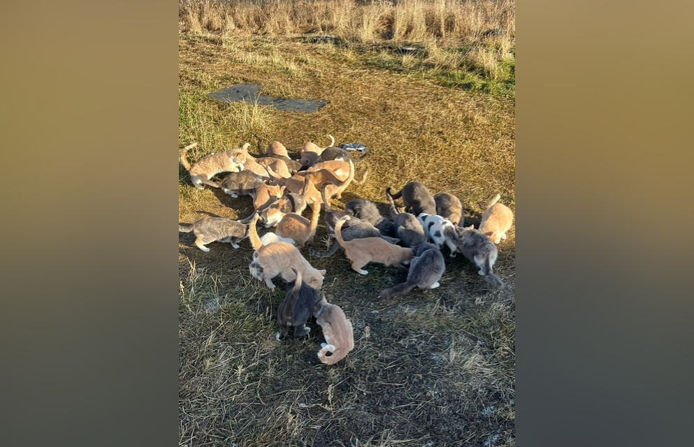 Calgary animal rescue in need of support after taking in 46 cats, two dogs from northern Alberta property