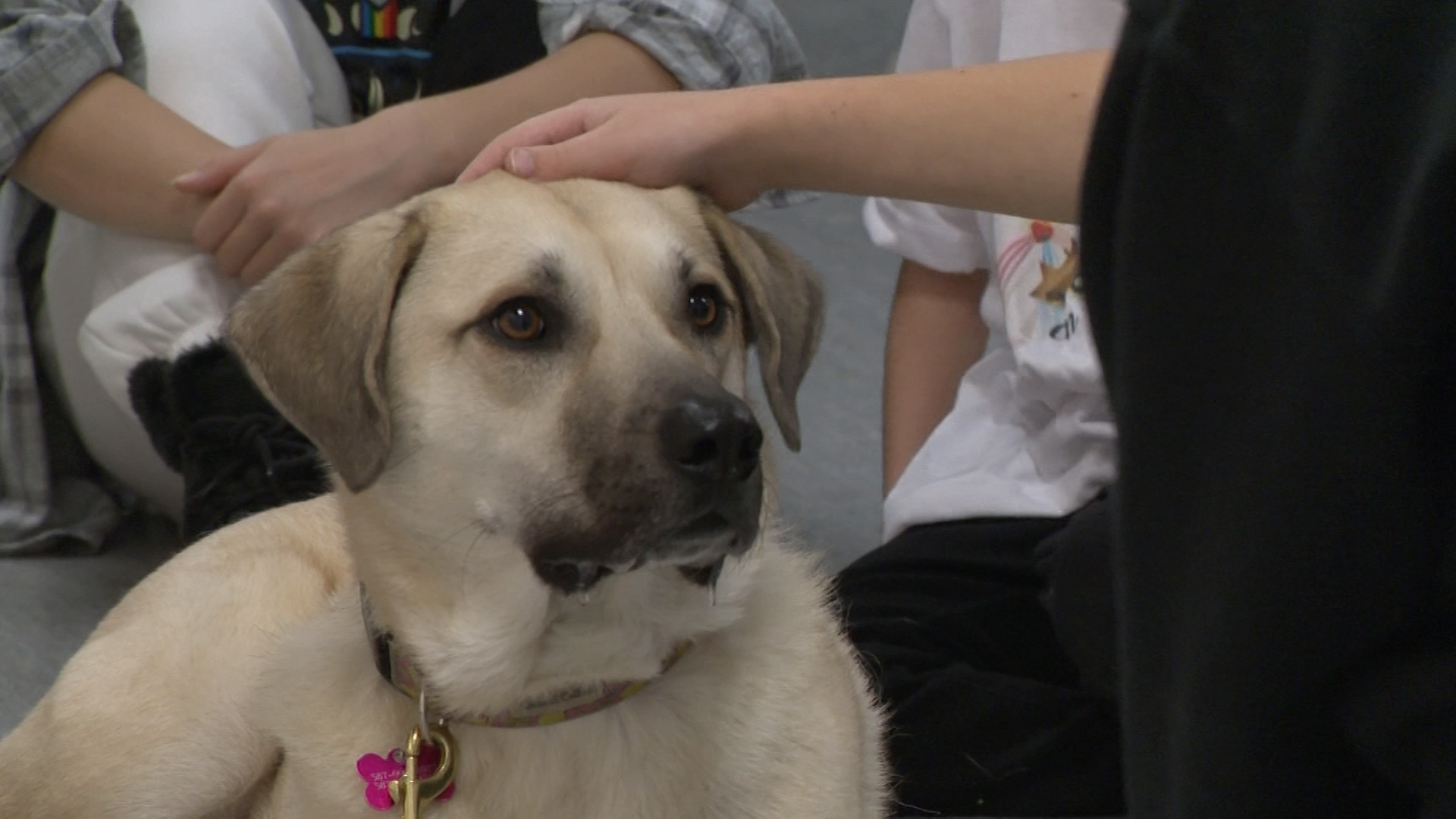 Calgary council notice of motion could ban retail sale of pets