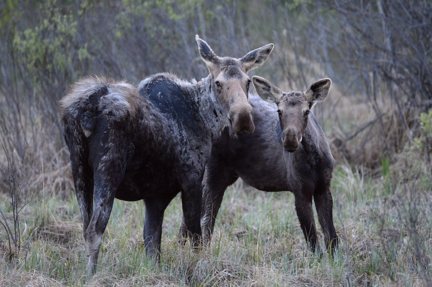 Alberta's special hunting licences yield $356K at Utah auction