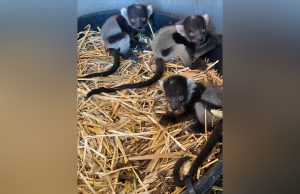 Wilder Institute/Calgary Zoo welcomes three black-and-white lemur pups
