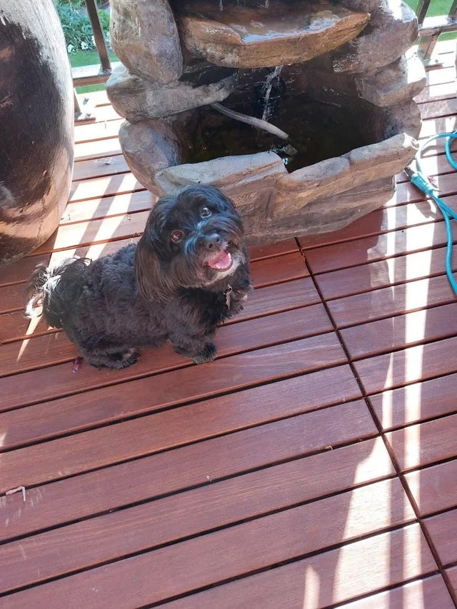 Chip, a Havanese dog breed, looks at the camera while on a porch in a photo posted on Reddit