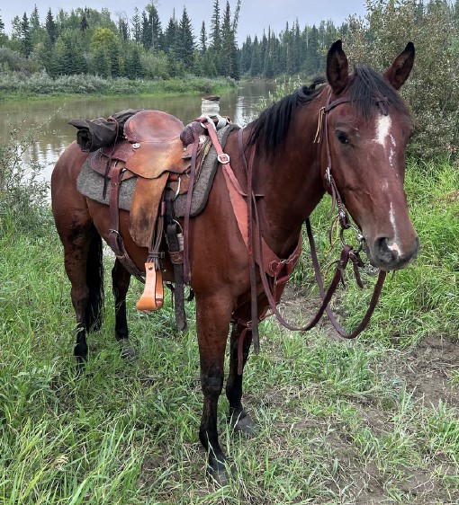 A horse named Hank has been stolen from Rimbey and RCMP are looking for help to find him. (RCMP)