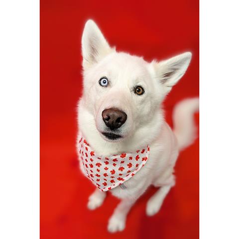 Chinook, a white Husky-mix with heterochromia (different colour eyes), is up for adoption in Calgary