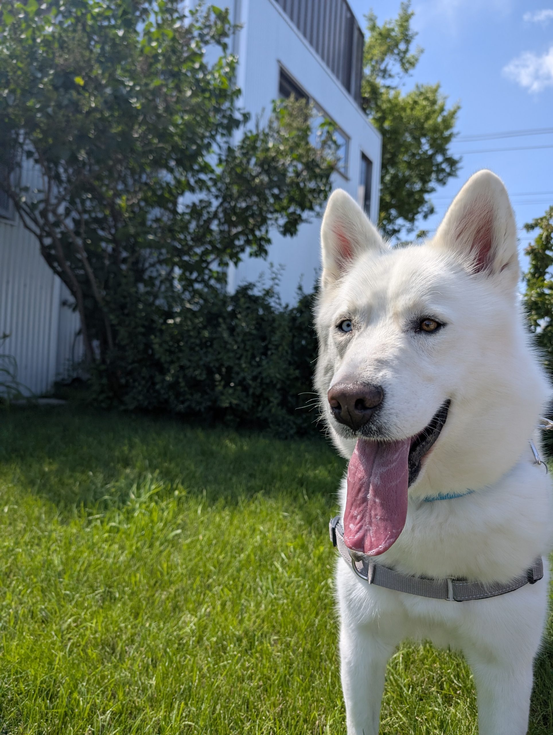 Chinook, a white Husky-mix, is up for adoption in Calgary