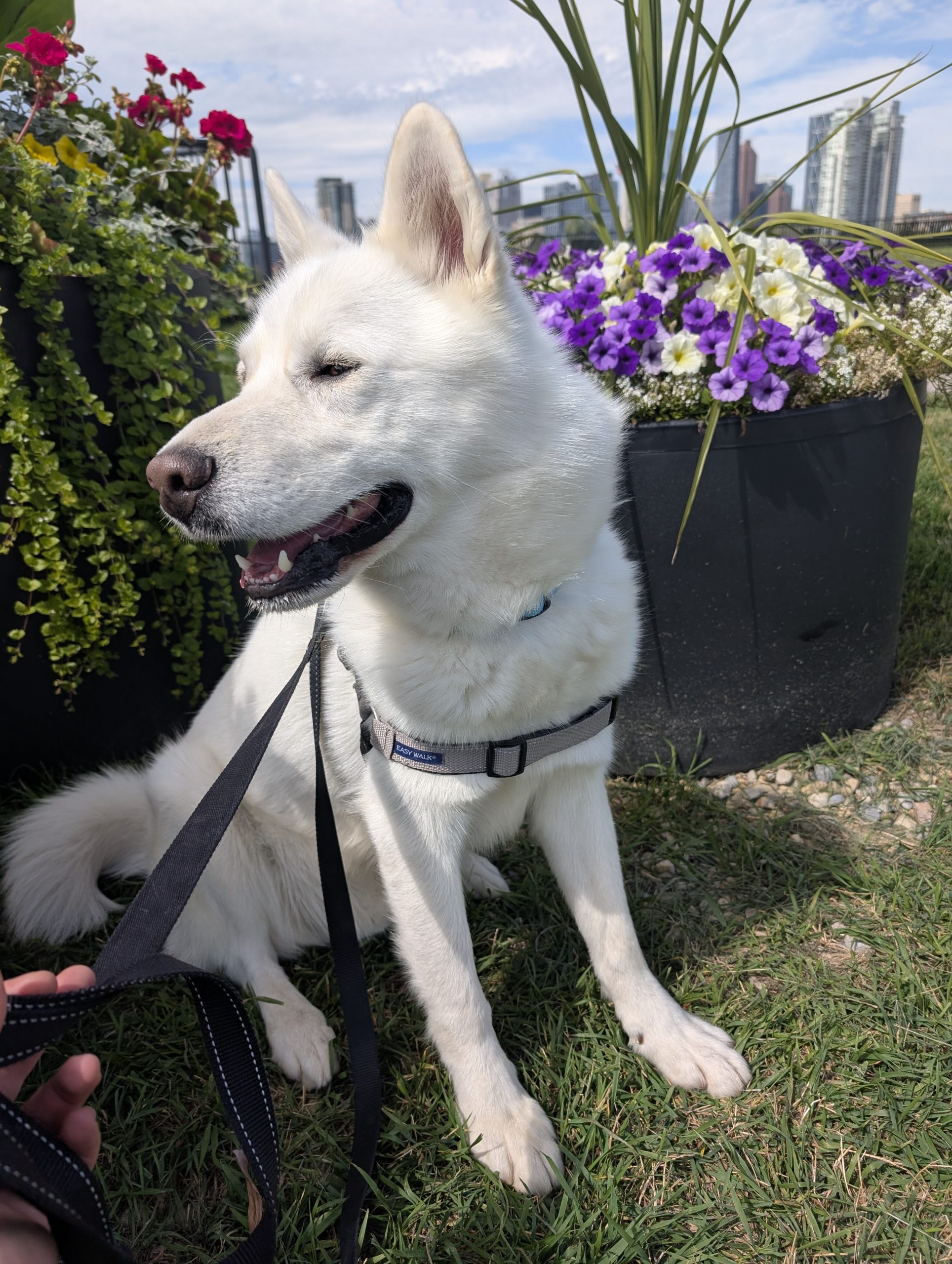Chinook, a white Husky-mix, is up for adoption in Calgary
