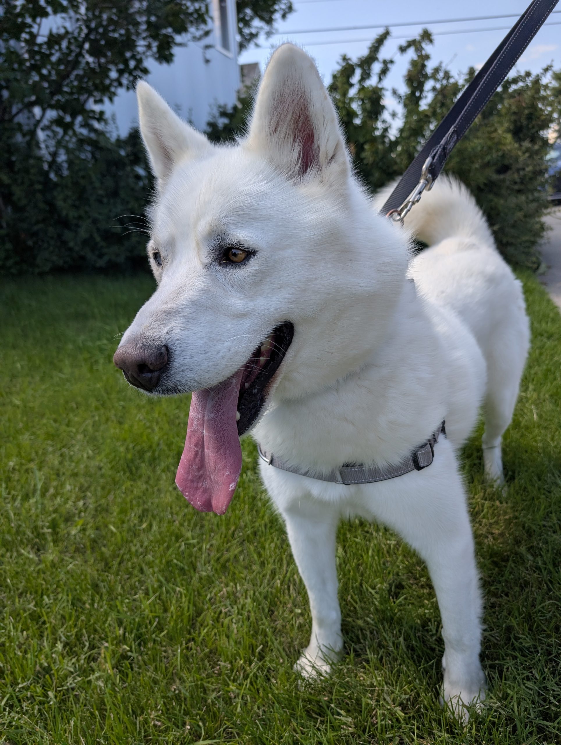 Chinook, a white Husky-mix, is up for adoption in Calgary