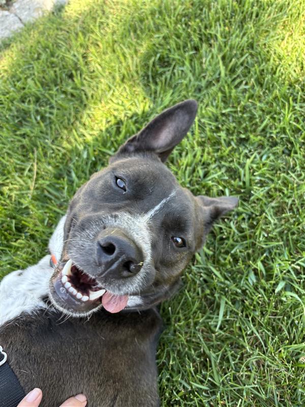 Topaz is an 18-month-old pit bull-terrier mix