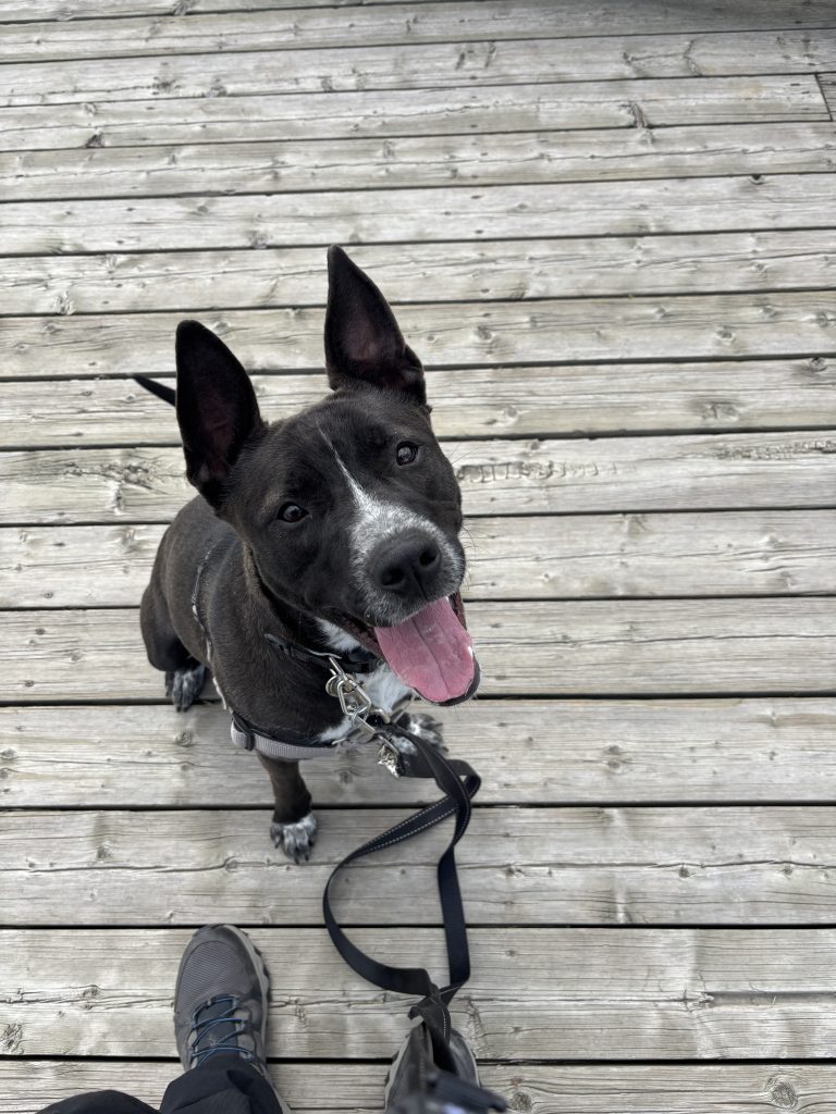 Topaz is an 18-month-old pit bull-terrier mix