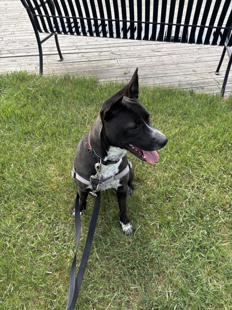 Topaz is an 18-month-old pit bull-terrier mix