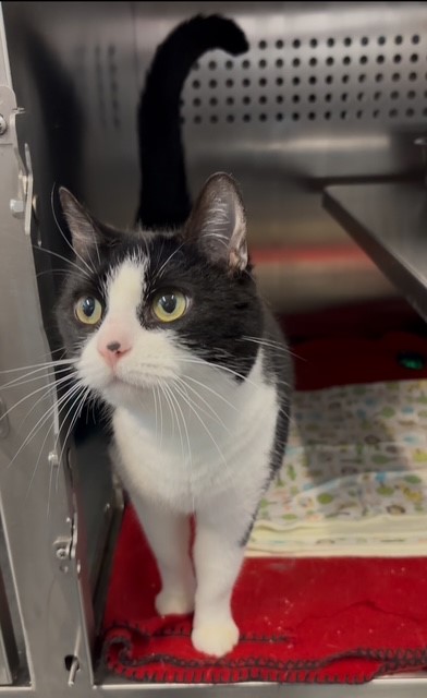 Melody, a 7-year-old black and white cat up for adoption in Calgary