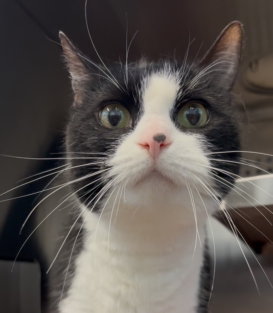 Melody, a 7-year-old black and white cat up for adoption in Calgary
