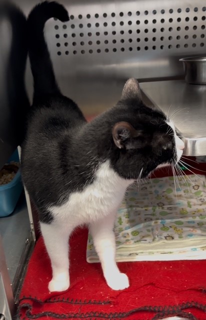 Melody, a 7-year-old black and white cat up for adoption in Calgary