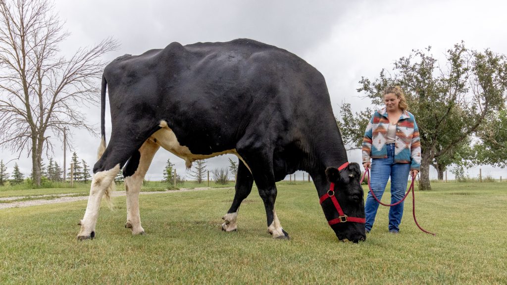 An Alberta steer named 'Beef', next to its owner Jasmine Entz, has claimed the title of the world's tallest steer.