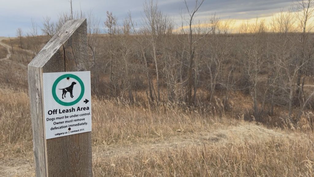 FILE - A section of Calgary's Nose Hill Park. (Jayden Wasney, CityNews image)