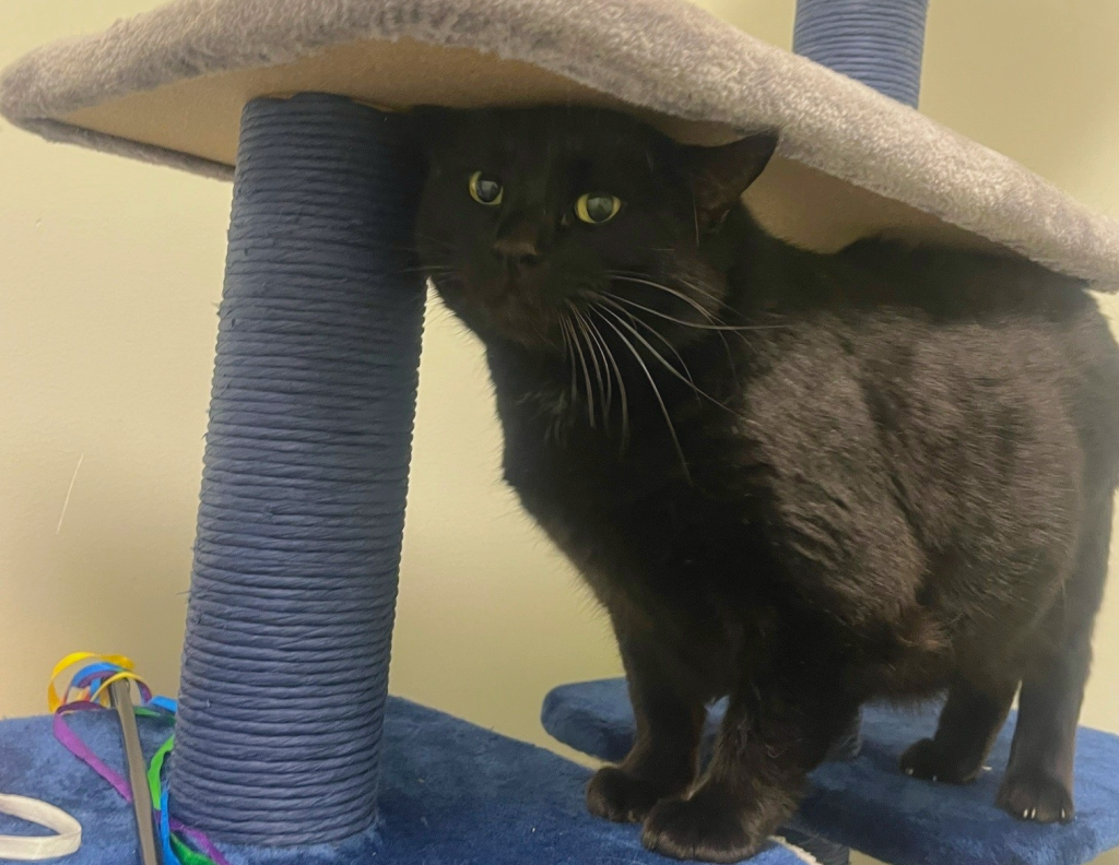 Leo, an 8-year-old black shorthaired cat, is pictured at Calgary's Animal Services