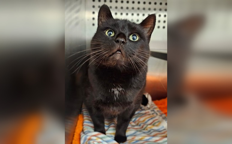 Leo, an 8-year-old black shorthaired cat, looks upward in a photo at Calgary's Animal Services in 2025. (Courtesy Calgary Animal Services)