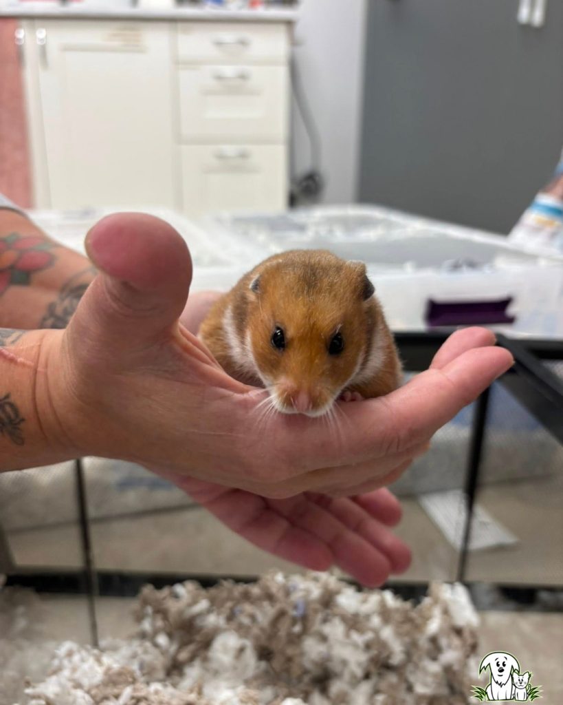 A Syrian hamster is held in a the hands of an Alberta Animal Rescue Crew Society (AARCS) in Calgary on Wednesday, Nov. 19, 2025