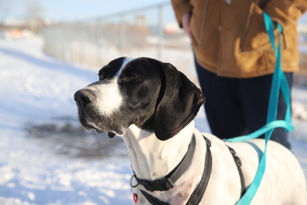 Seven-year-old German Shorthaired Pointer cross, Max, lives in a shelter at the Calgary Humane Society