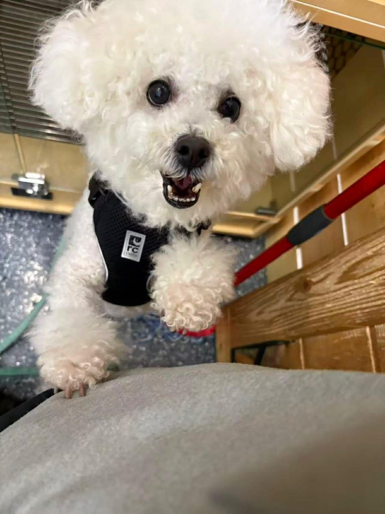 A photo of Abu, a 6-year-old white poodle, as he looks up at a person