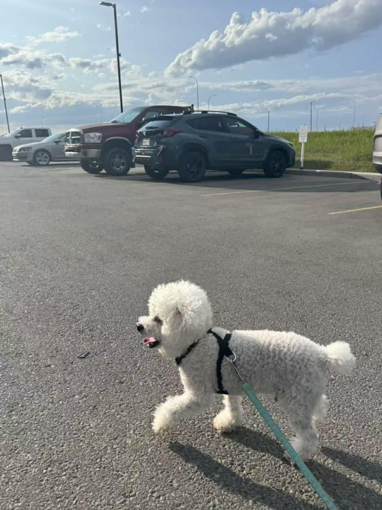 A photo of Abu, a 6-year-old white poodle, as he walks in a parking lot