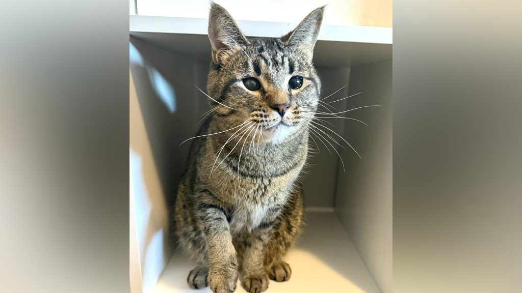 In this week’s Pause for Pets, we introduce you to a cat who has been in foster care since he was a kitten. And now, he’s nearly three years old and still looking for his people. (Supplied)
