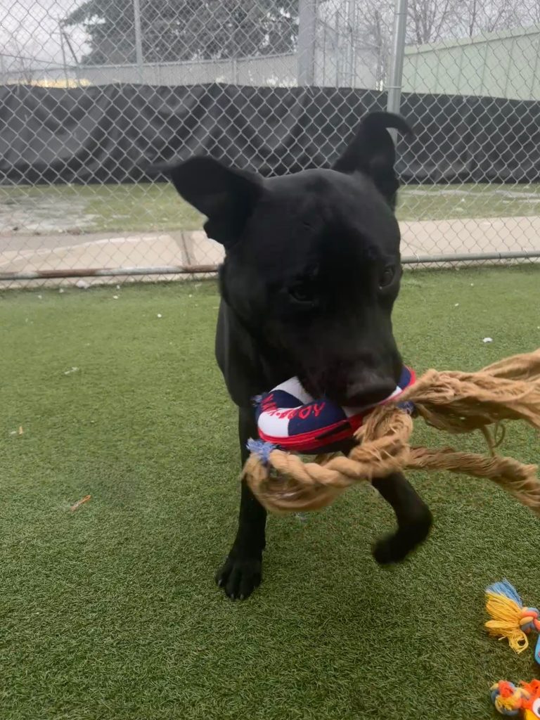 Ace, a 1-year-old lab mix, waits for a new home at the City of Calgary Animal Services Centre since January 8, 2026
