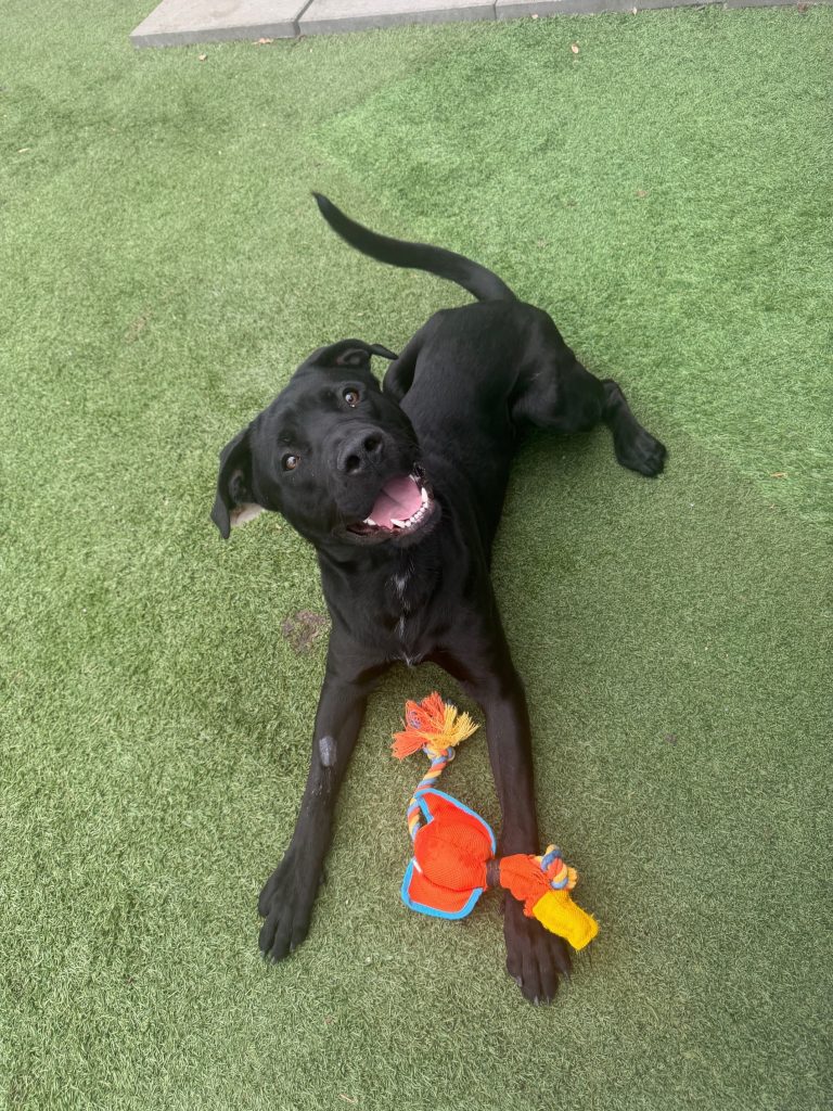 Ace, a 1-year-old lab mix, looks upward while he plays at the City of Calgary Animal Services Centre since January 8, 2026