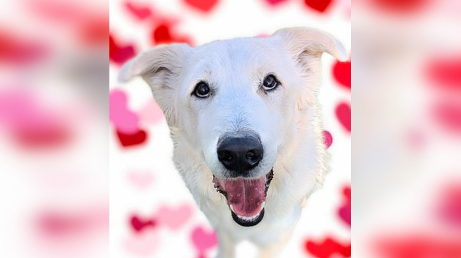 Pause for Pets: ‘Full-time goof’ Krypto looking for adventure buddy