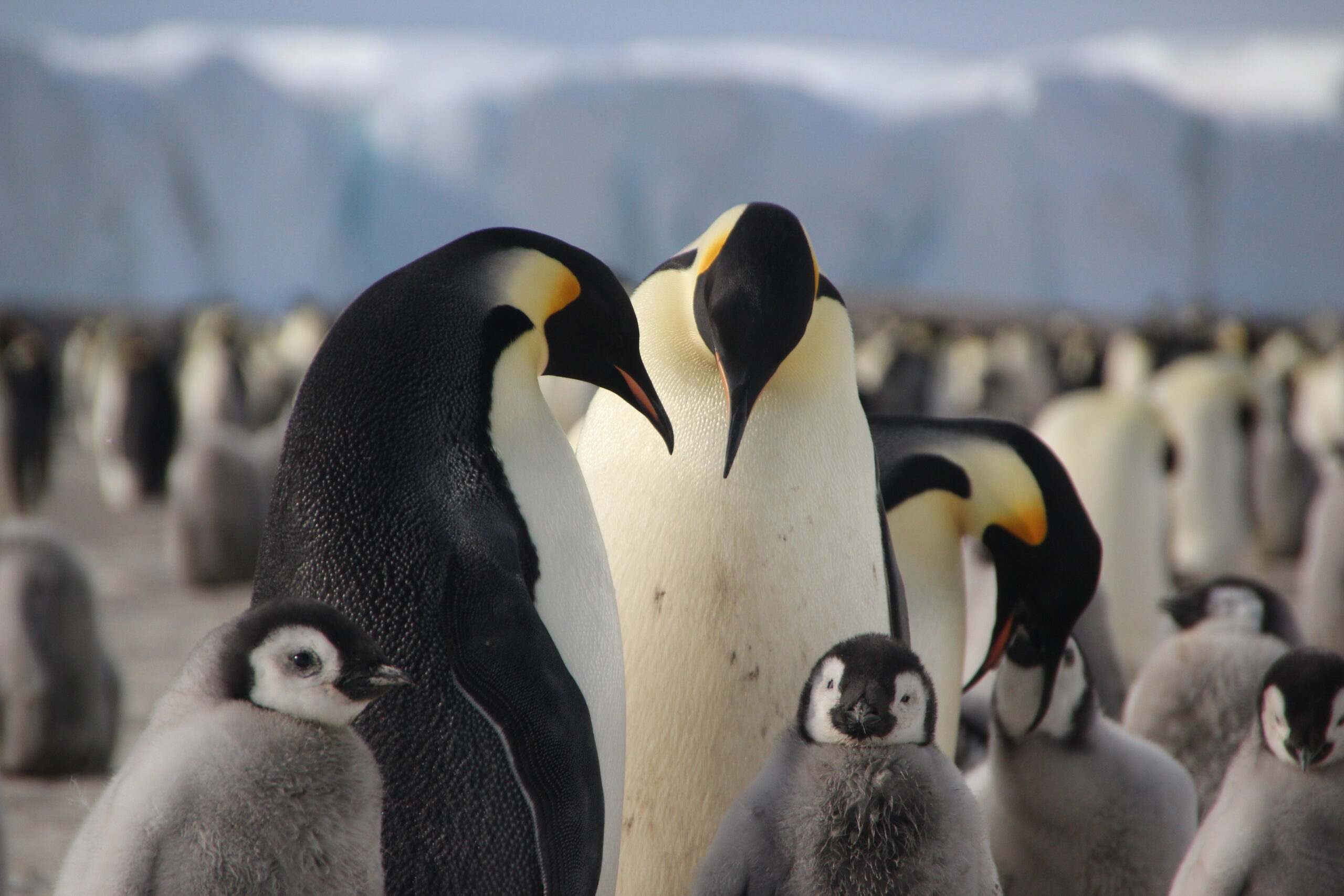 Penguins, science, poop and Antarctica: National Geographic Live in Calgary