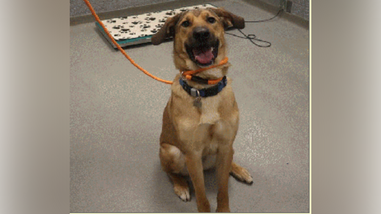 Pause for Pets: Meet Truly, the ‘Chief Fun Officer’ ready for a forever home