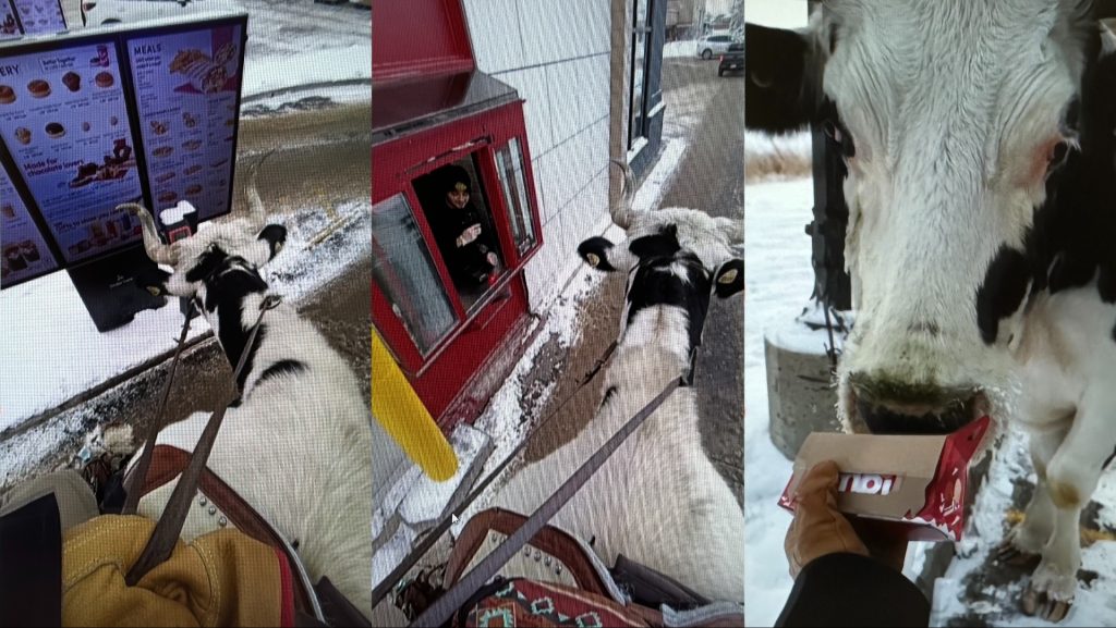 Steer goes viral after walking through Tim Hortons drive thru in central Alberta