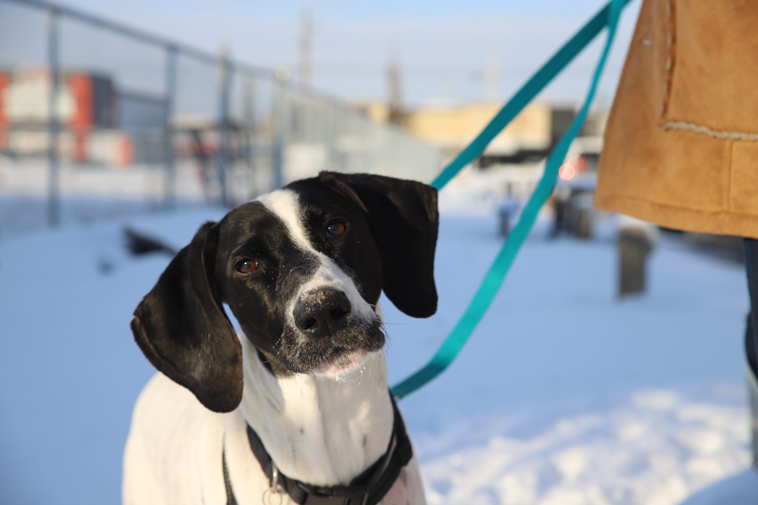 Pause for Pets: 7-year-old German shorthaired pointer cross in Calgary seeks permanent home