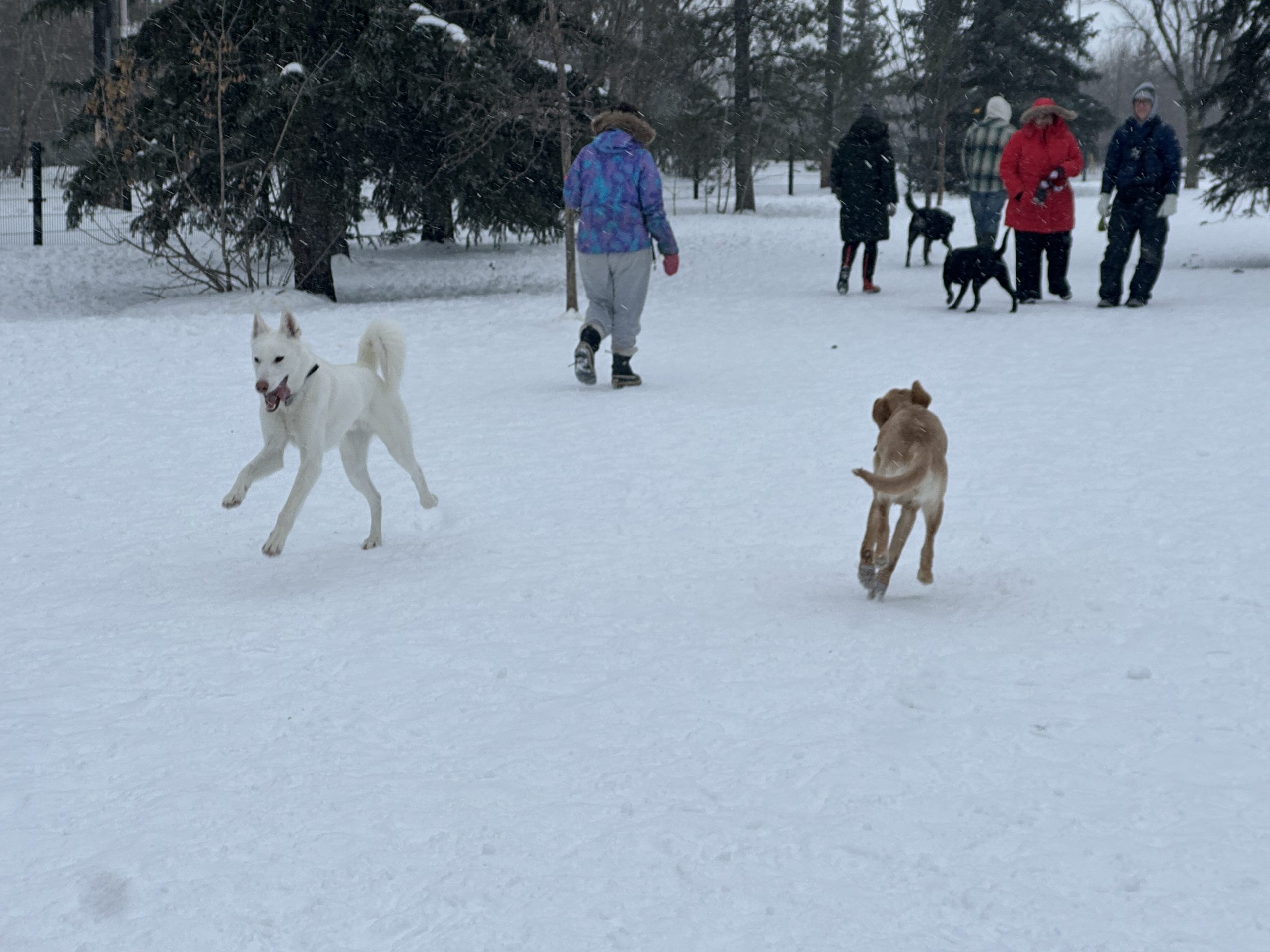 Daisy, Luna: Albertans’ favourite names for their pets in 2025