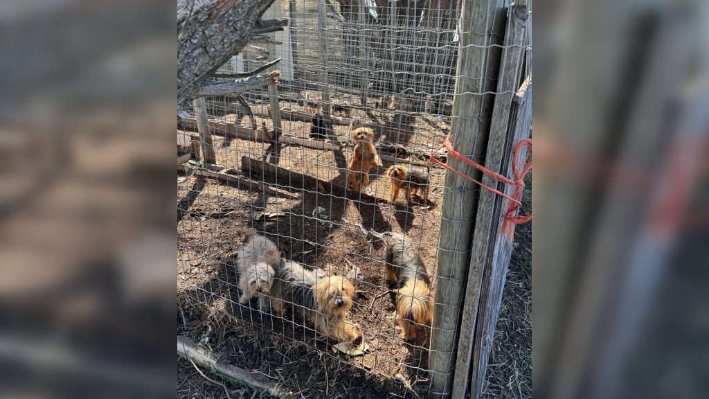 RCMP seize 82 animals from home in Southern Alberta